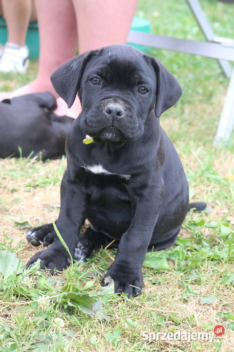 Cane corso szczeniaki ZKwPFCI Nowotaniec