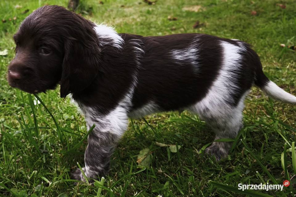 Polski Spaniel Myśliwski szczenięta Rabka-Zdrój sprzedam