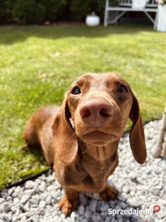 Piękne Jamniczki miniaturki rude Jamnik małopolskie Kraków