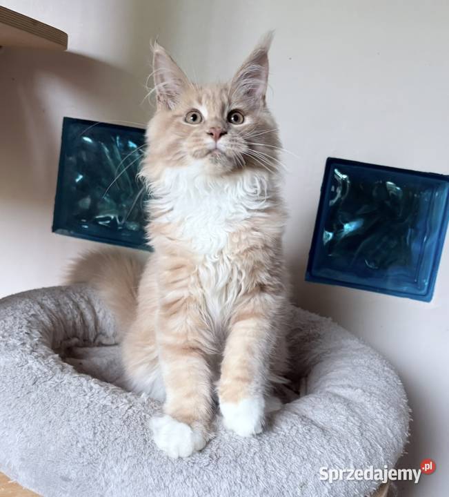 Maine Coon piękne kocięta Linia Shaded dolnośląskie Wińsko sprzedam