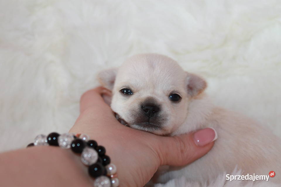 Chihuahua długowłosy chłopiec ZKwP FCI z Świnoujście