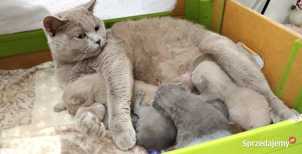 Kotki brytyjskie z rodowodem blue i liliowy