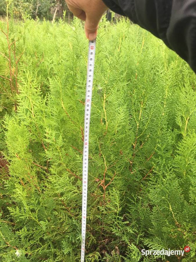 OkazjaSzmaragdy różnej wysokości 150180 200 Ogród wielkopolskie Sompolno sprzedam