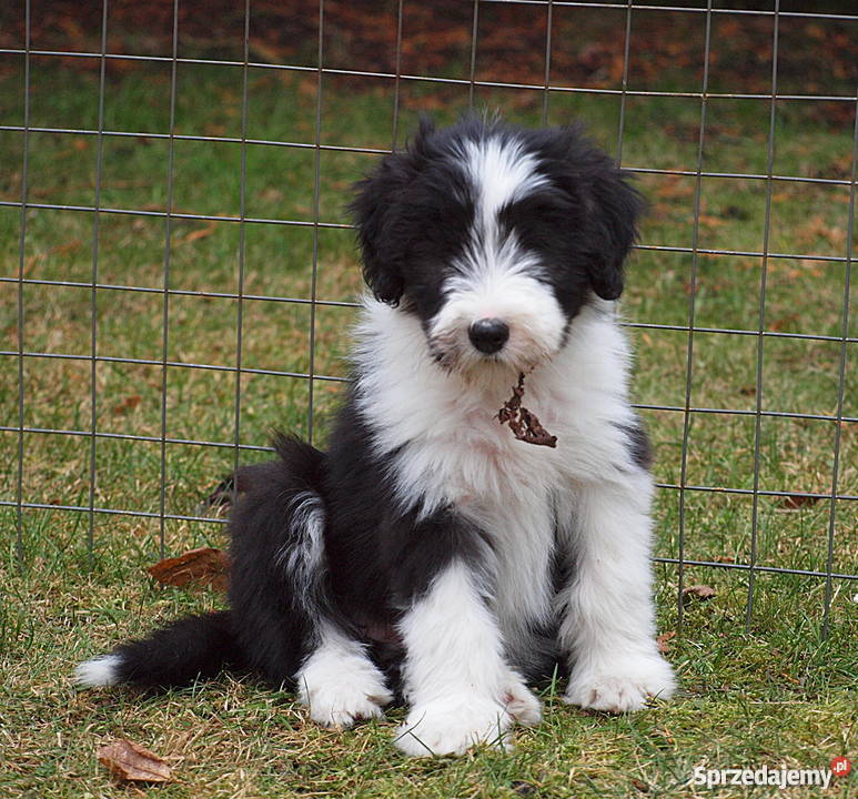 Szczenięta Bearded Collie Szczecin