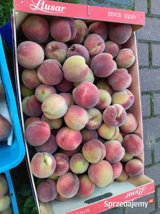 Brzoskwinie z przydomowego ogrodu uprawiane bez dolnośląskie Wrocław