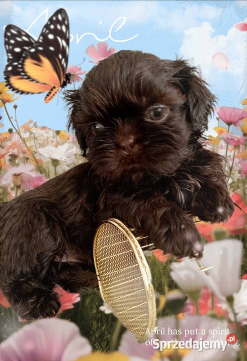 Do odbioru czekoladowy piesek rasy ShihTzu Namysłów