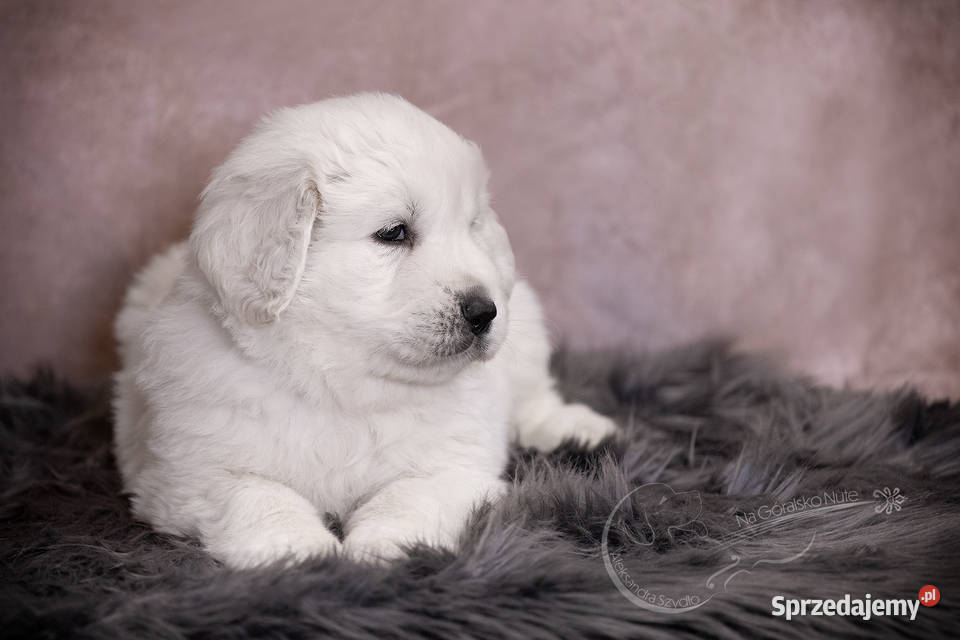 Owczarek podhalański Owczarek Zabierzów