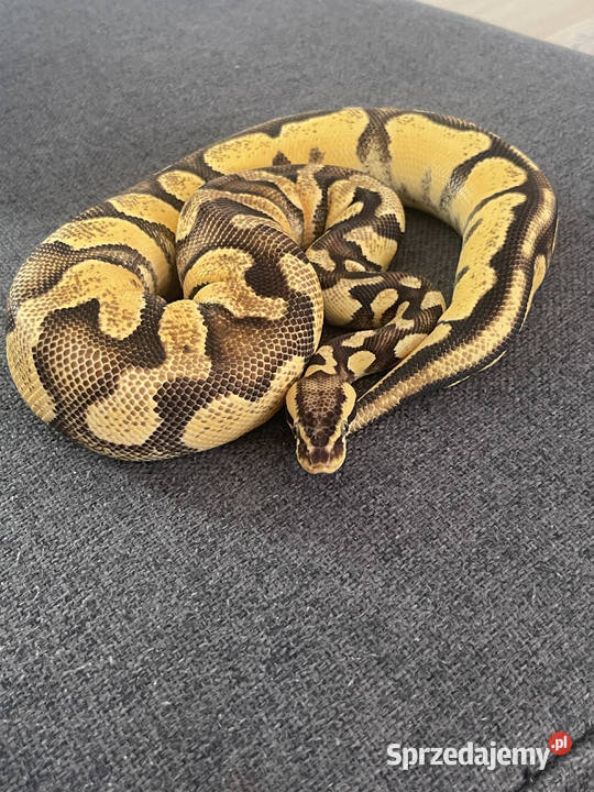 Python Regius Samica Super Pastel Gravel Warszawa