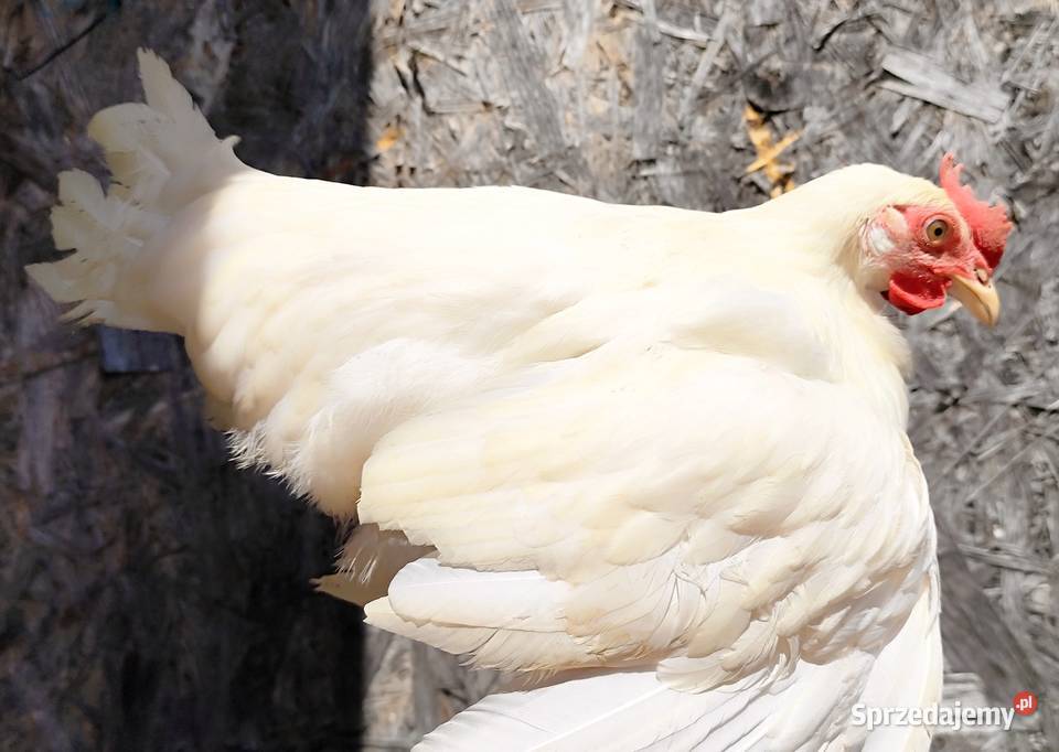 Koguty Leghorn 15 tygodni podkarpackie Dębica sprzedam