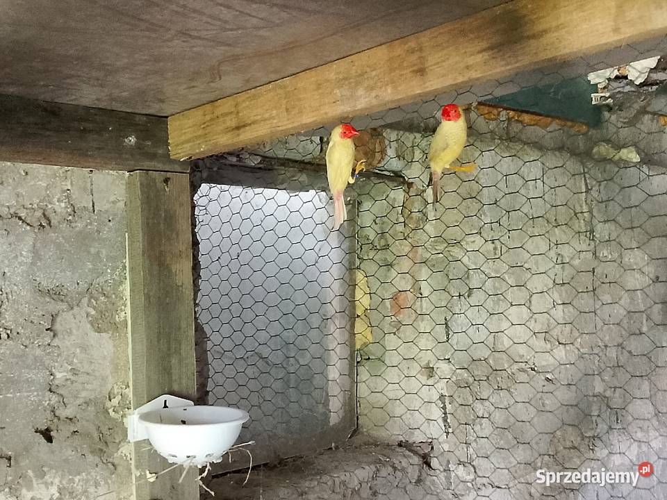 Papugi faliste i inne Dobrzyń nad Wisłą