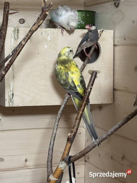 Papugi Świergotki Nowy Sącz