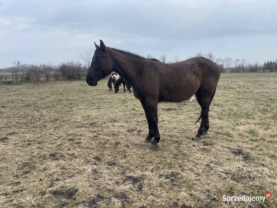 Wałach Iwar APH APALLOUS Zamość