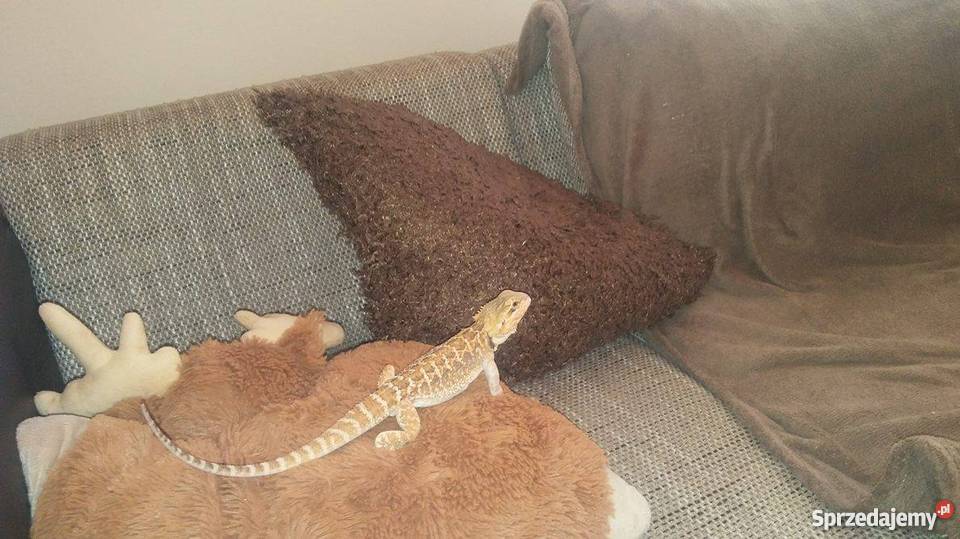 Agama Brodata Terrarium Drewniane 120x50x50 Akcesoria dla zwierząt Białystok sprzedam
