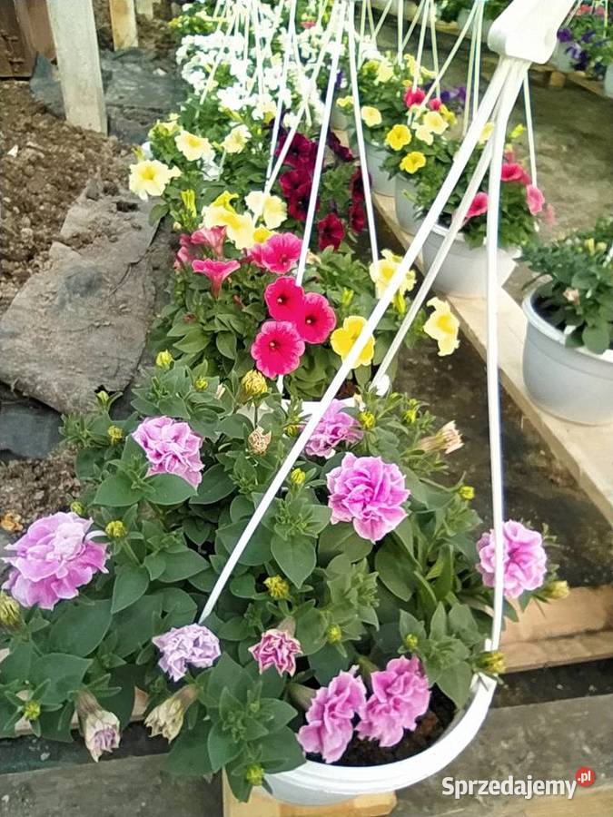 Pelargonie begonie surfinie i inne Krynice sprzedam