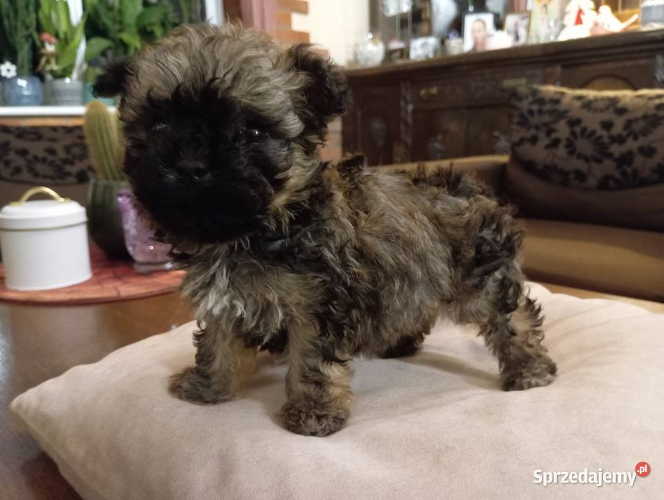 Sprzedam Sunię rasy Rosyjska Bolonka Kolorowa Środa Wielkopolska