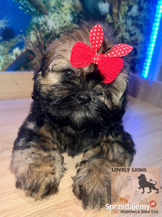 Cudowne maluchy shihtzu Piekary Śląskie sprzedam