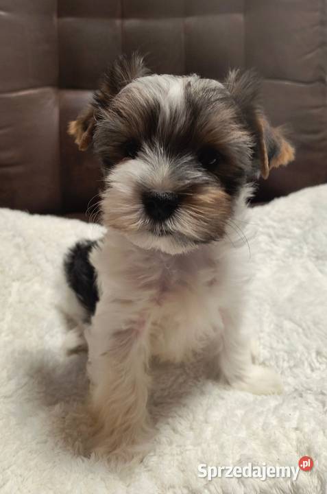 Śliczny piesek Yorkshire Terrier Biewer Tricolor sprzedam