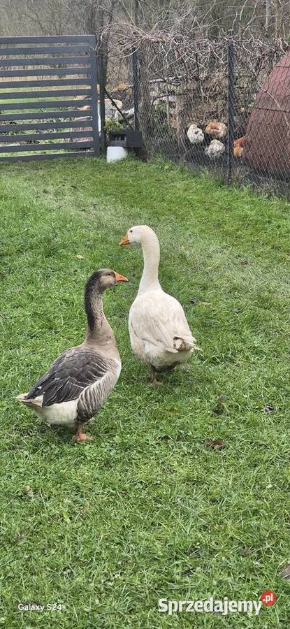 Para gęsi sprzedam zamienię na parę kaczek Sulejów