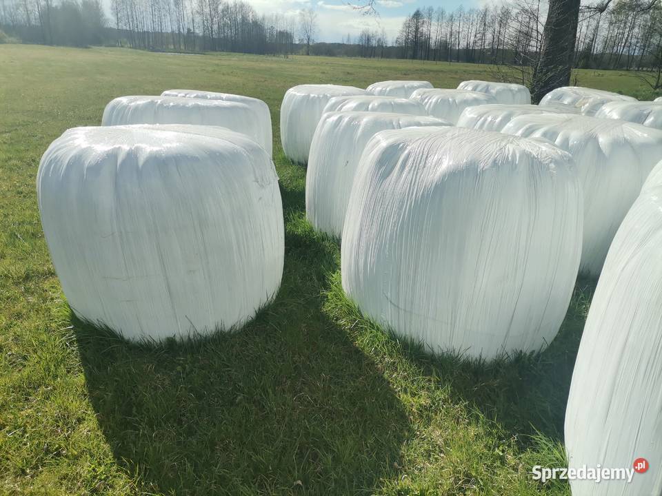 Bele sianokiszonk podlaskie Ponarlica