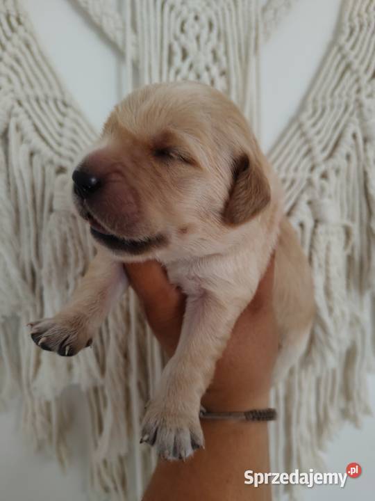 Golden Retriever pieski o suczki złote opolskie sprzedam