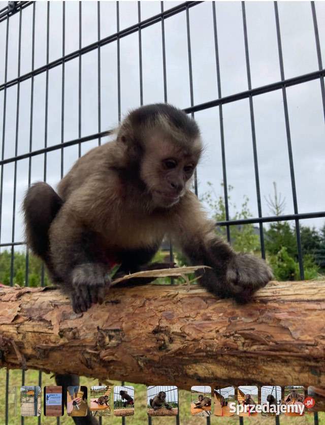 Kapucynka czubata kawaler szuka domu Kołobrzeg