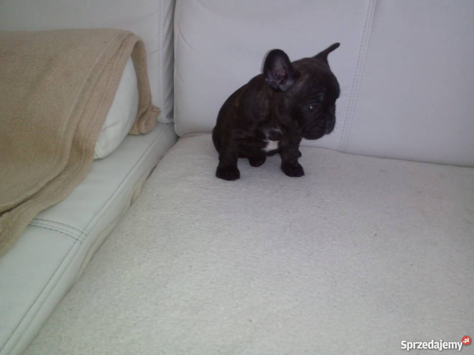 szczenieta Buldog Francuski Psy Konin sprzedam