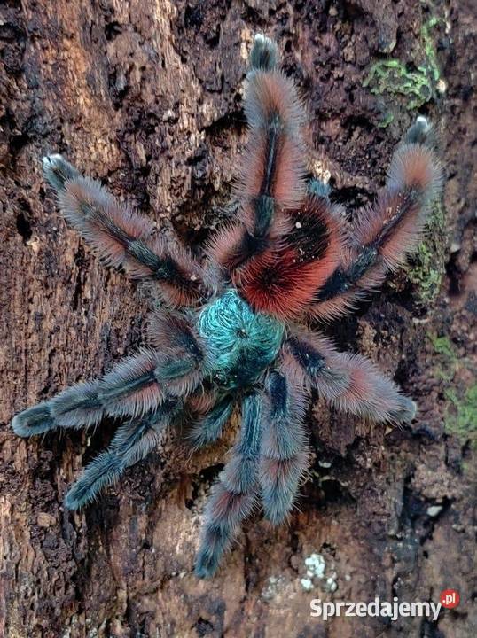 Caribena versicolor ex avicularia L5 Pozostałe Tarnów