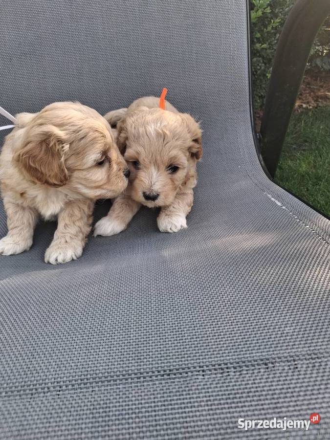 Maltipoo f1 Iłowo-Osada