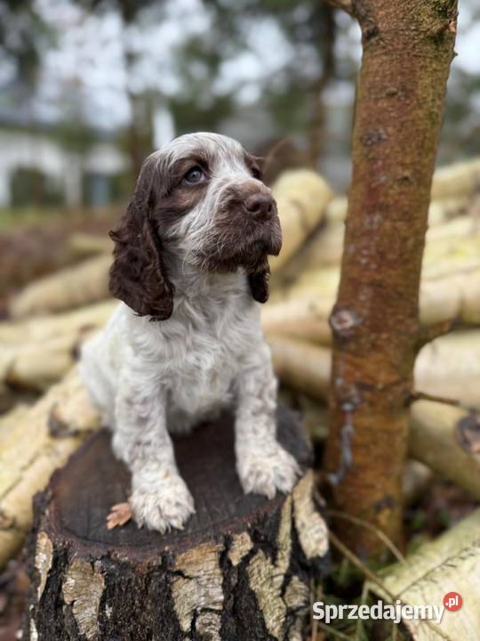 Jedyna taka Wyjątkowa sunia Cocker Spaniel Kraków sprzedam