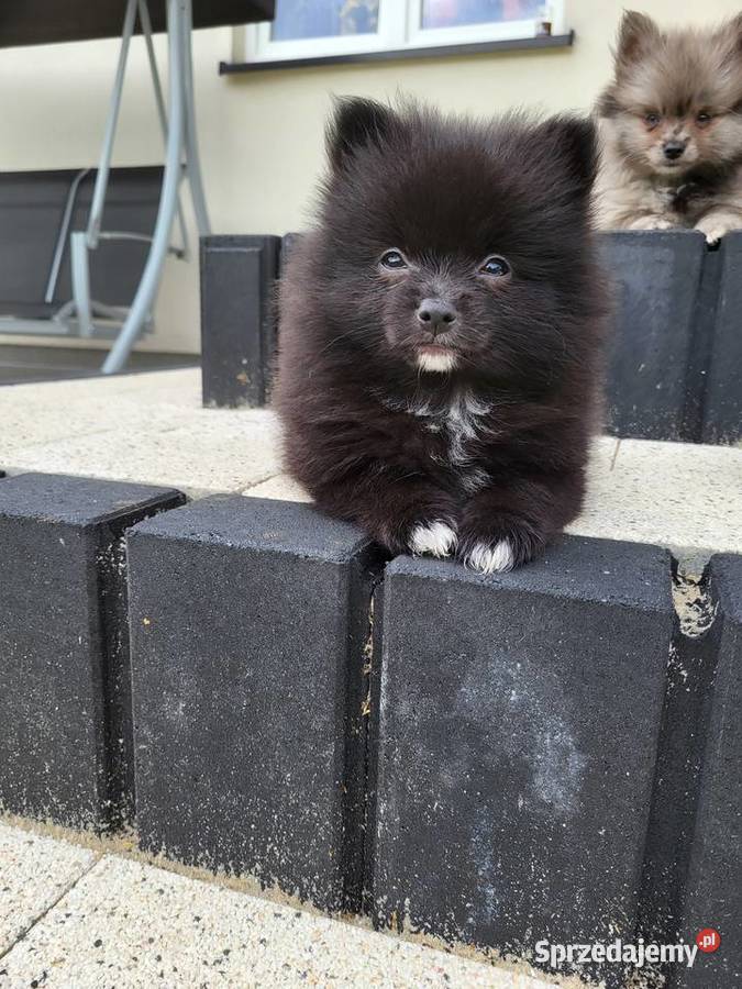 szpic miniaturka pomeranian Piaseczno