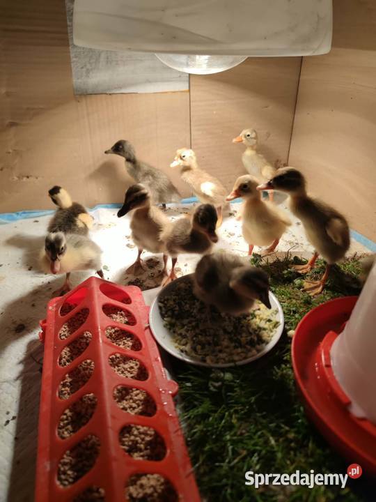 Pisklaki pisklęta pisklę kaczka biegus Soborzyce