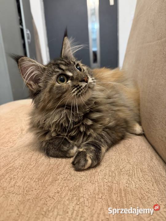 Maine coon kocięta pomorskie Starogard Gdański sprzedam