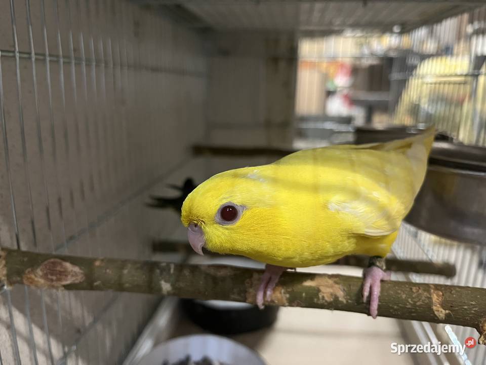 Katarzynki Stokówki Prążkowane sprzedam