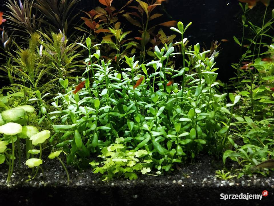 Rośliny akwariowe Hedyotis salzmanii Końskie