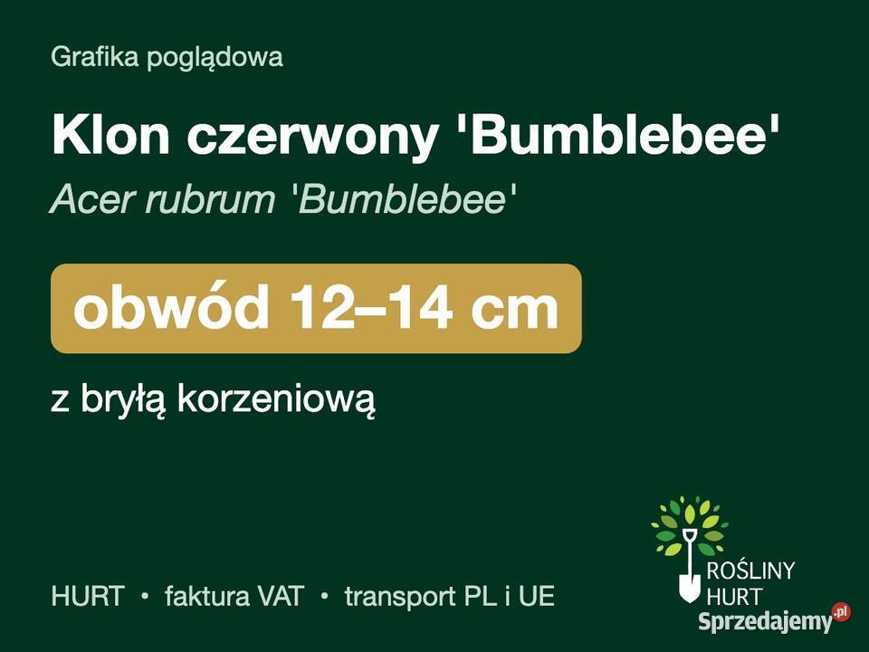 Klon czerwony Bumblebee Acer rubrum obwód 1214 z