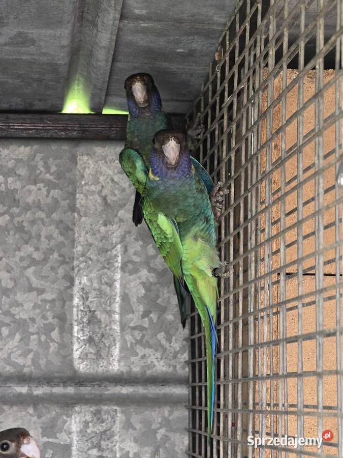 Rozelle czarnogłowe Kragen 2025r podkarpackie Ulanica