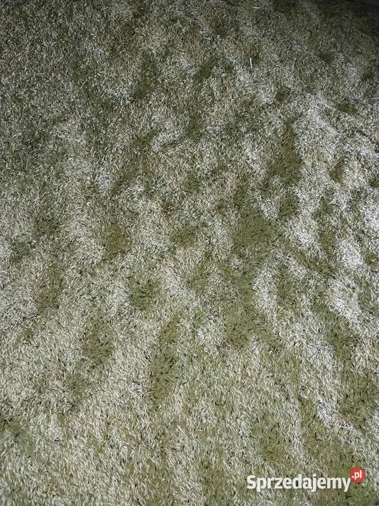 Mieszanka zbożowa Sejny