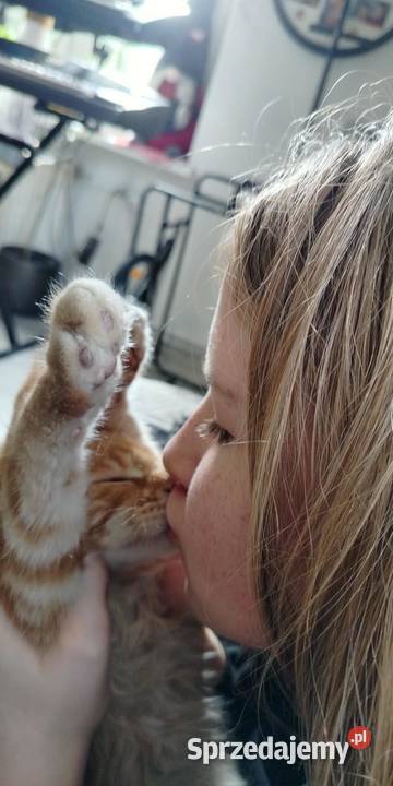 Maine Coon odbiór już na majówkę ostanie 3