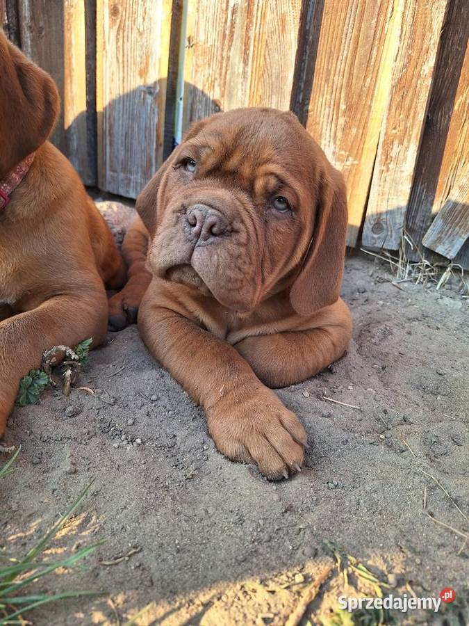 Szczeniak Dogue de Bordeaux Szydłowiec sprzedam