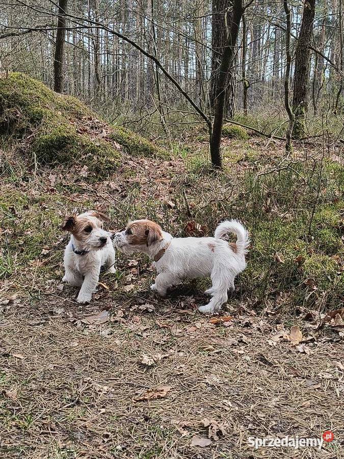 Jack Russell Terrier Jack Russell Terrier śląskie Nowy Broniszew