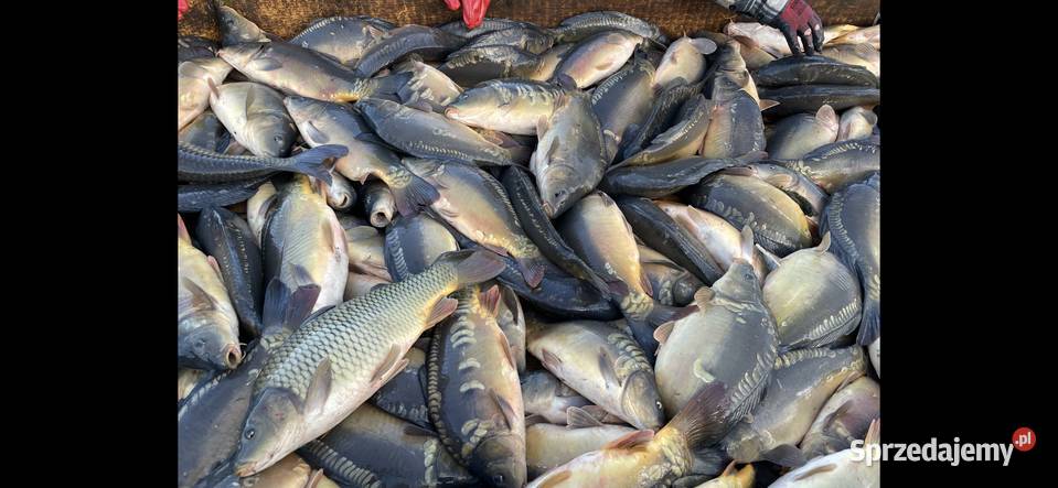 Karp handlowy hurt 14 waga 16 24 Oleśnica sprzedam
