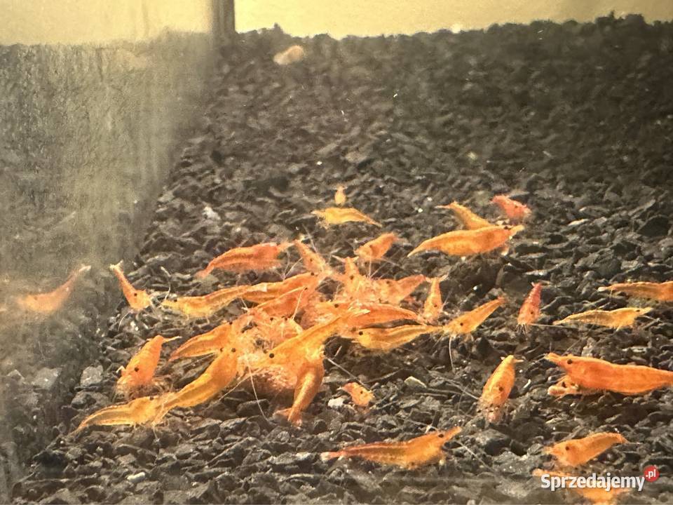 Krewetki neocaridina Orange Aleksandrów Łódzki