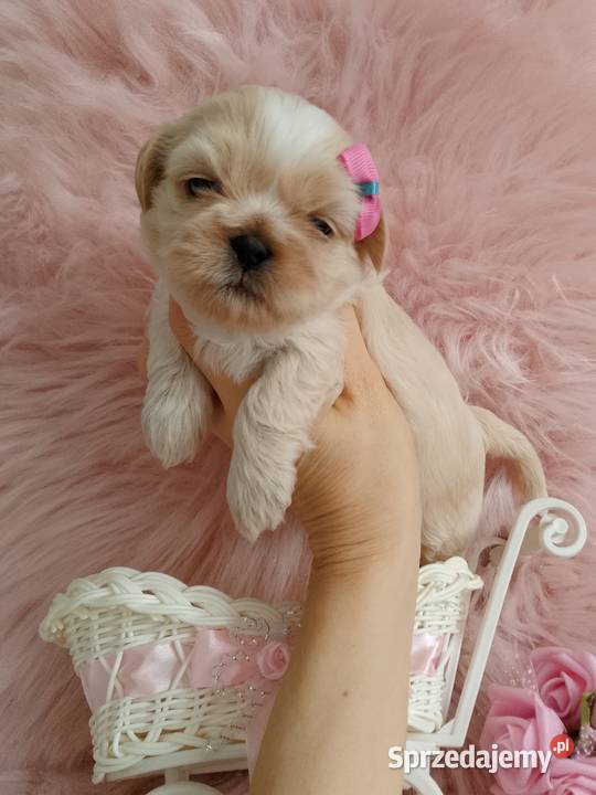 Suczka rasy ShihTzu Shih Tzu