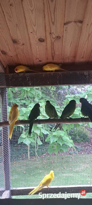 Modrolotki lubelskie Hrubieszów sprzedam