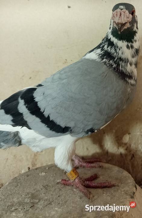 Gołębie staropolskie Ptaki wielkopolskie Środa Wielkopolska