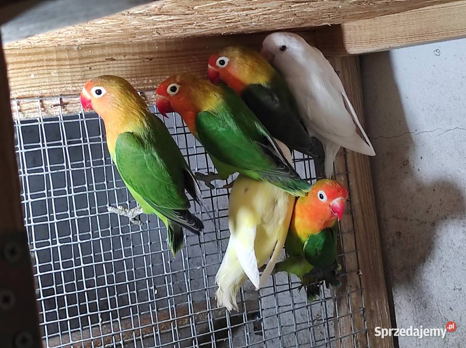 Nierozłączki fischera zielone Rębków