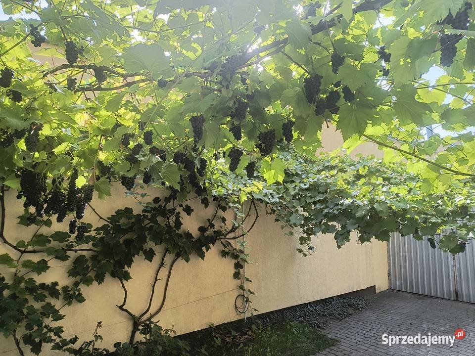 Do przerobuSprzedam nadwyżki owoców ciemnych Gdynia