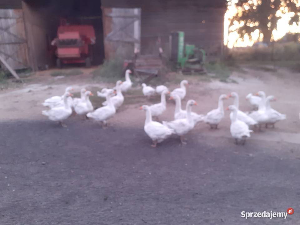 Gesi Drób i ptactwo Grodzisk Mazowiecki