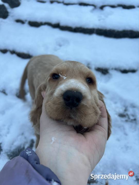 Cocker spaniel angielski łódzkie sprzedam