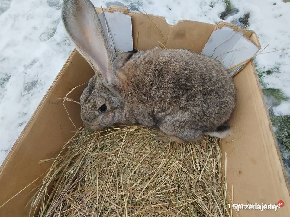 Samiec gotowy do krycia Szubin